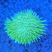 マダガスカル産 ウミキノコ ⑦