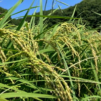 ササシグレ 玄米 5kg（R7年産）