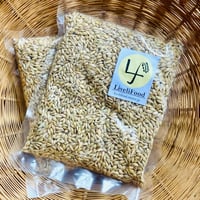 六条大麦（麦茶用「シュンライ」）