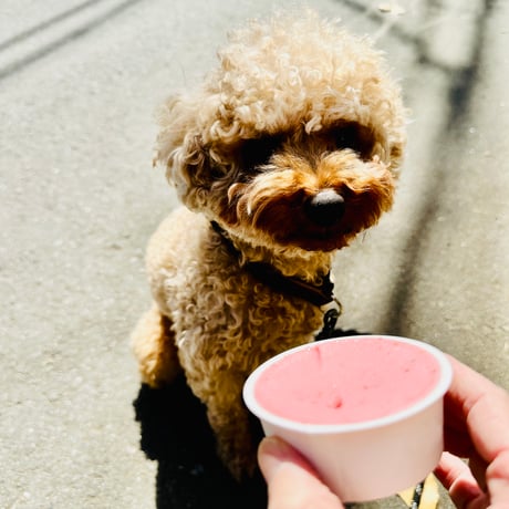 愛犬と一緒に家族全員楽しめる！ワンちゃん用ジェラートセット