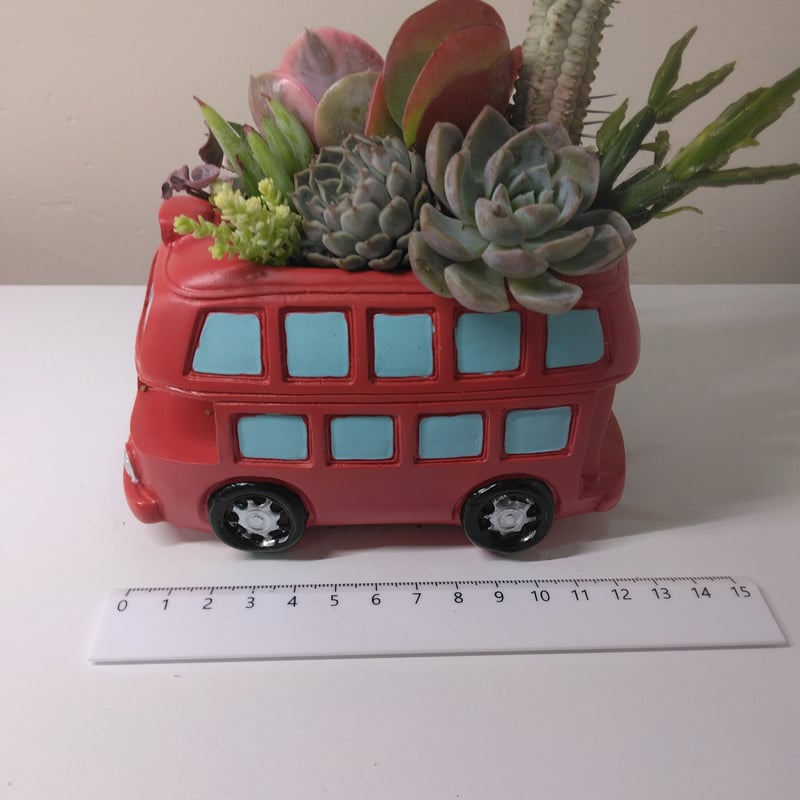 多肉植物 寄せ植え ロンドンバス | succulent shop haruplants