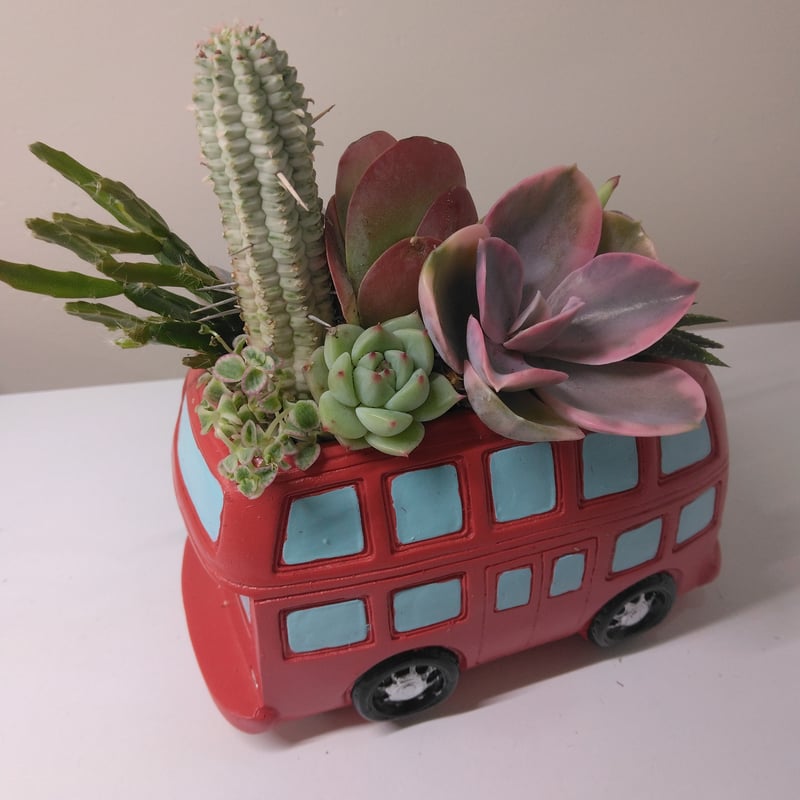 多肉植物 寄せ植え ロンドンバス | succulent shop haruplants