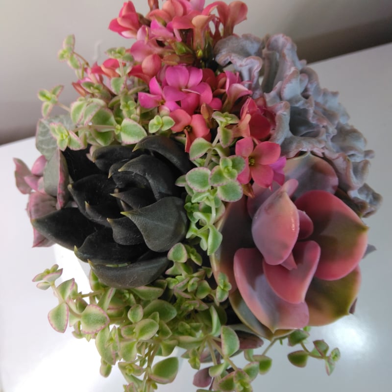 多肉植物 寄せ植え フェイスプランターD | succulent shop harupla