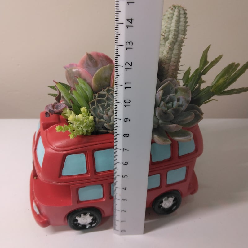 多肉植物 寄せ植え ロンドンバス | succulent shop haruplants