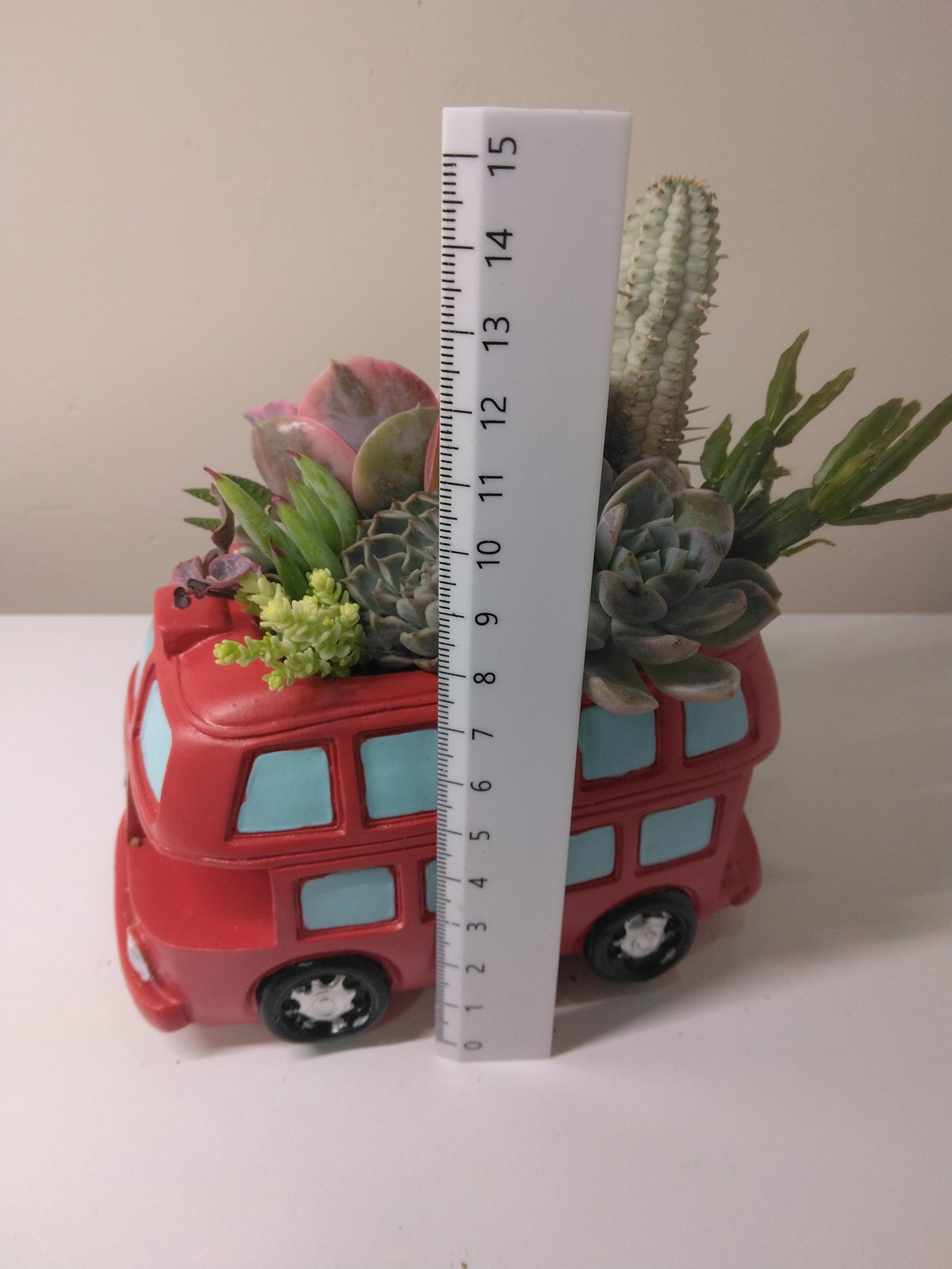 多肉植物 寄せ植え ロンドンバス | succulent shop haruplants