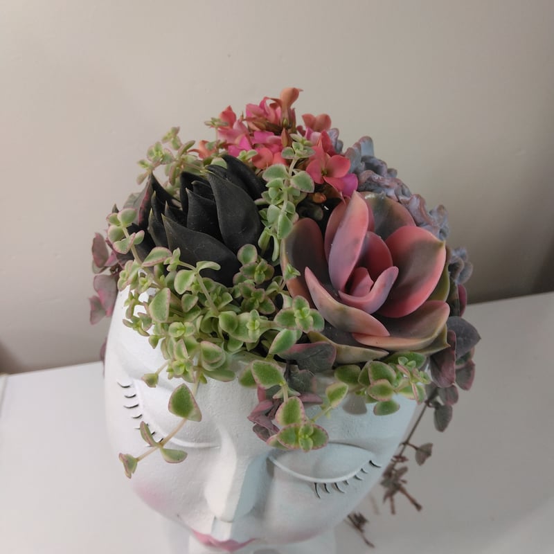 多肉植物 寄せ植え フェイスプランターD | succulent shop 多肉植物 寄せ植え フェイスプランターD | succulent shop