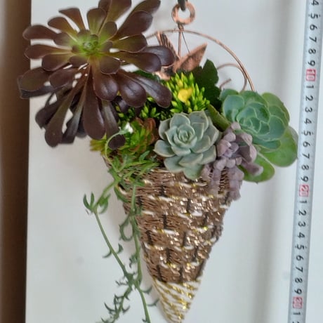 多肉植物アレンジ | STORES