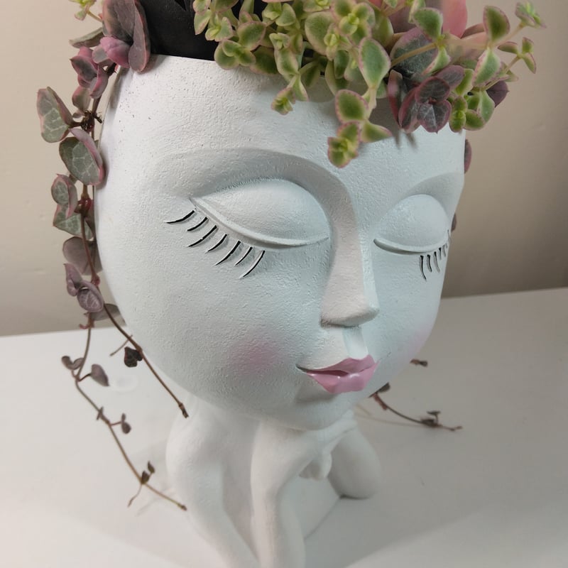 多肉植物 寄せ植え フェイスプランターD | succulent shop harupla