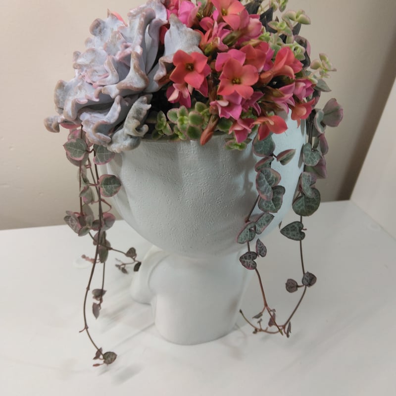 多肉植物 寄せ植え フェイスプランターD | succulent shop harupla