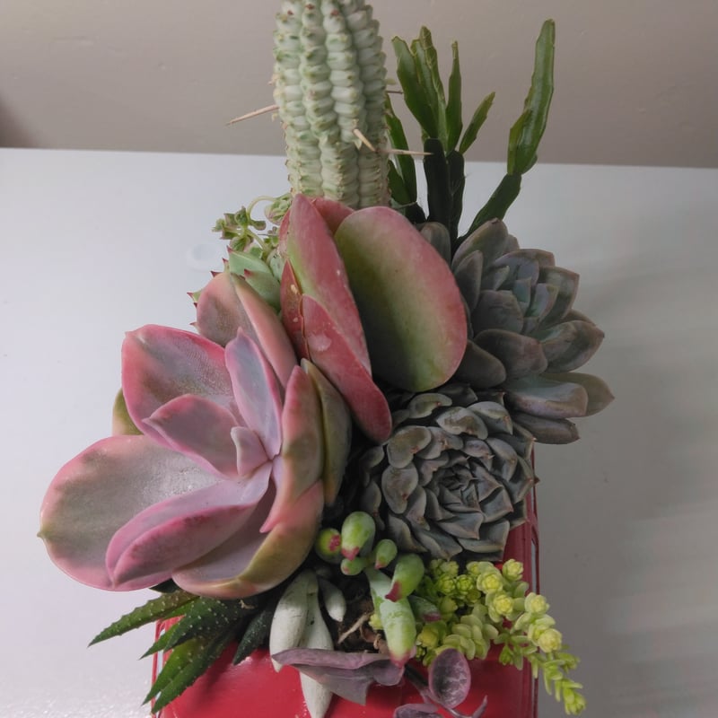 多肉植物 寄せ植え ロンドンバス | succulent shop haruplants