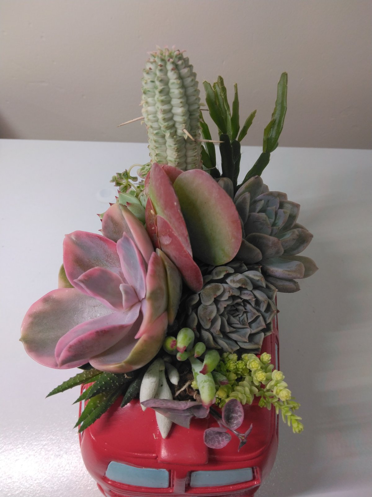 多肉植物 寄せ植え ロンドンバス | succulent shop haruplants