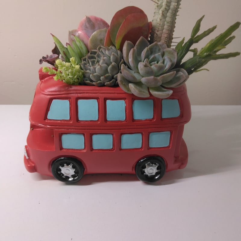 多肉植物 寄せ植え ロンドンバス | succulent shop haruplants