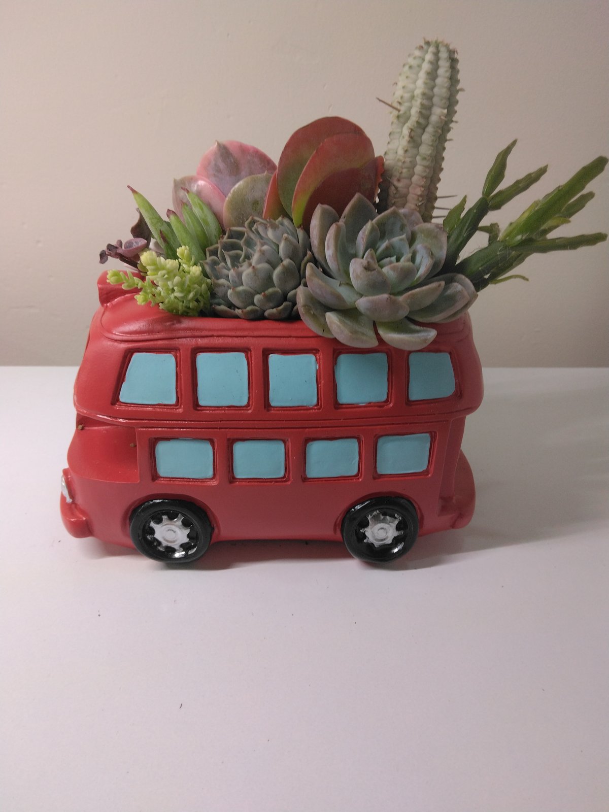 多肉植物 寄せ植え ロンドンバス | succulent shop haruplants