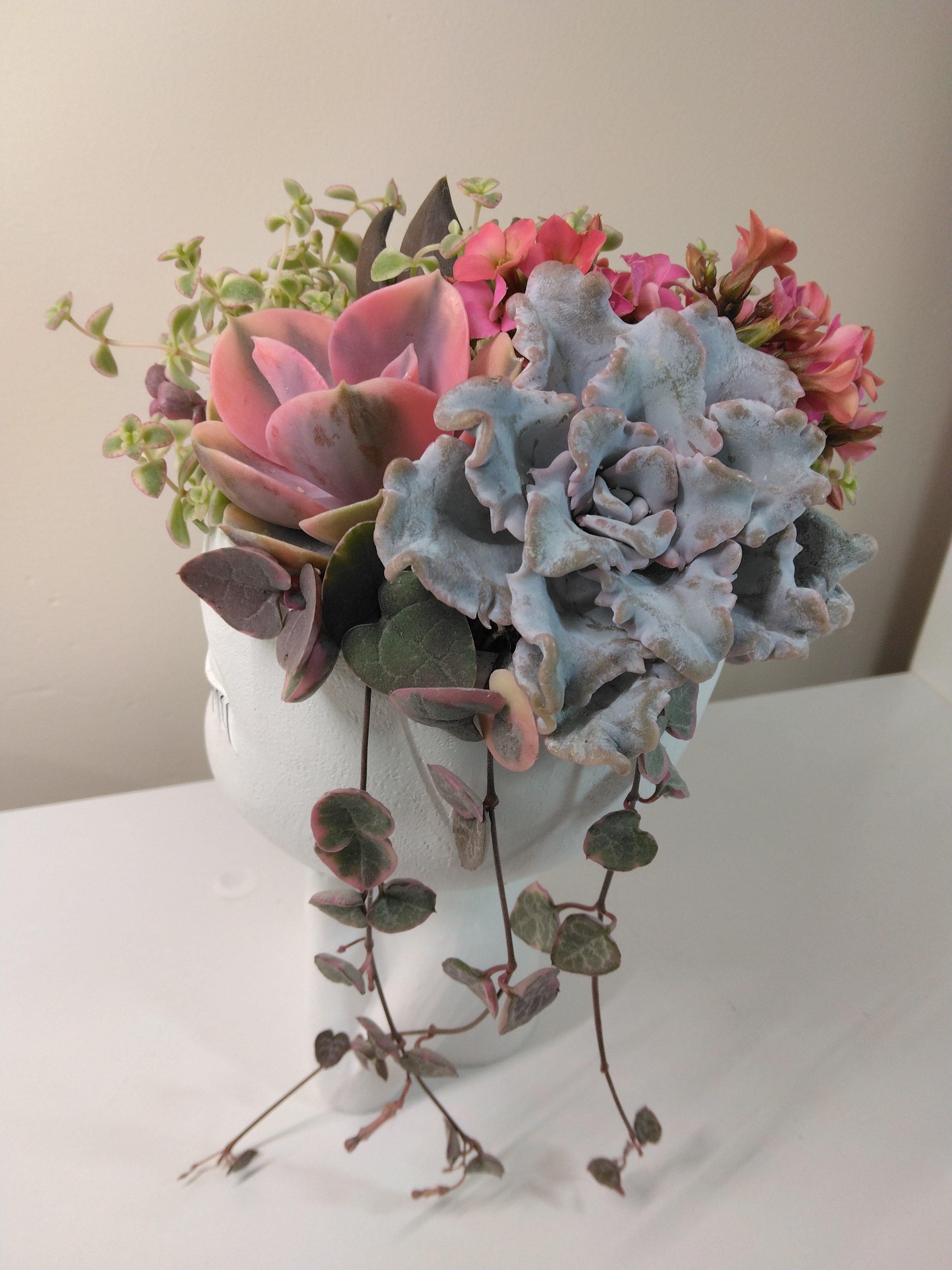 多肉植物 寄せ植え フェイスプランターD | succulent shop harupla