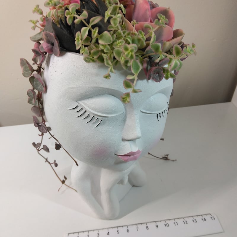 多肉植物 寄せ植え フェイスプランターD | succulent shop harupla