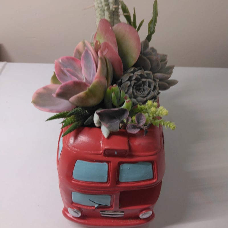 多肉植物 寄せ植え ロンドンバス | succulent shop haruplants