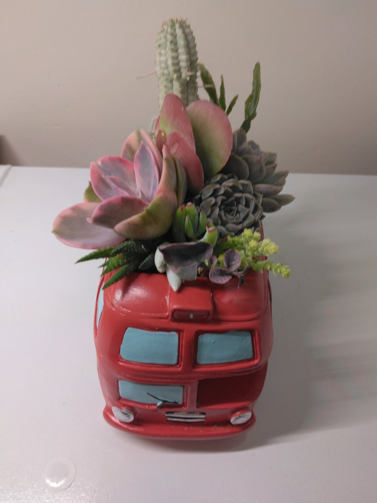 多肉植物 寄せ植え ロンドンバス | succulent shop haruplants