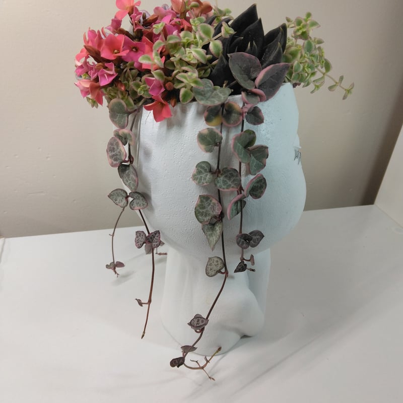 　多肉植物寄せ植えプランター 植木鉢 プランター 多肉 植物 寄せ植え くつ かわいい 穴あり
