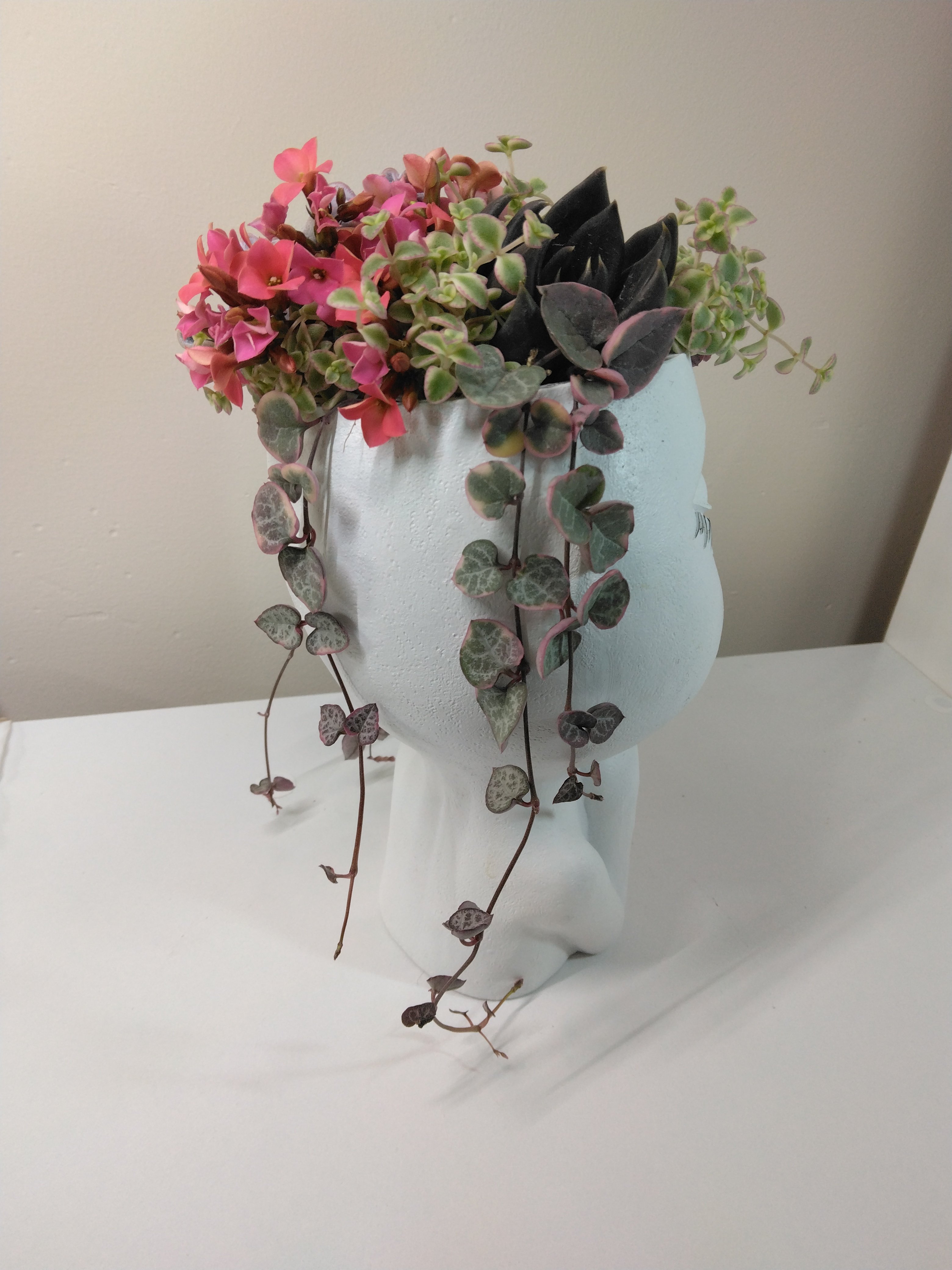 多肉植物 寄せ植え フェイスプランターD | succulent shop harupla