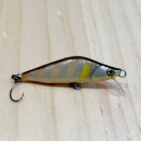 ◎BEAR'S VALLEY【 桐 】   Kiri BEAR  40 SS  ☆Slanting Ayu