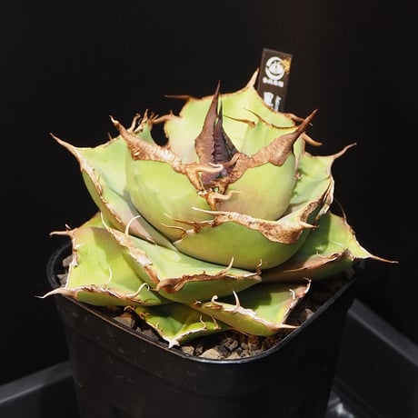 アガベ黒豹 | STORES