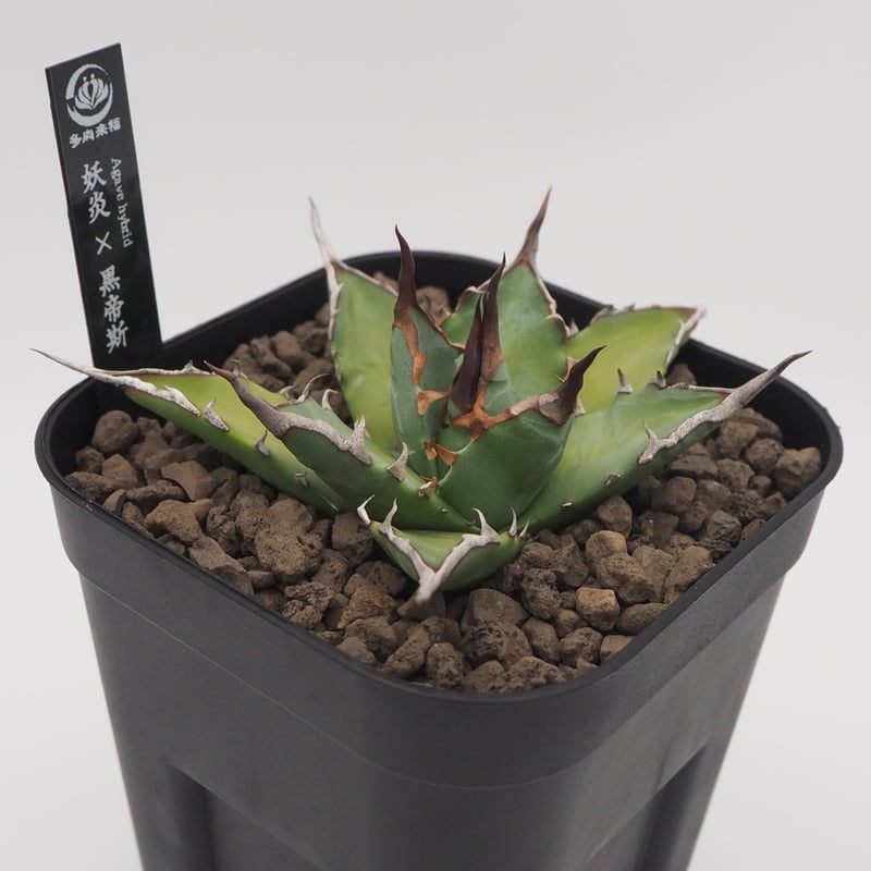 アガベ hyb ハイブリッド 妖帝 妖炎×ハデス 抜き苗発送 アガベ hyb 妖