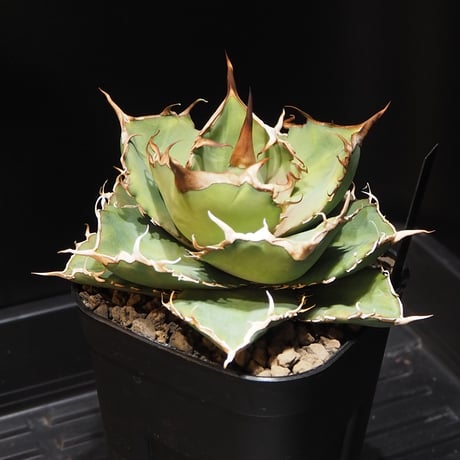 アガベ　巨獣 アガベ巨獣 | STORES