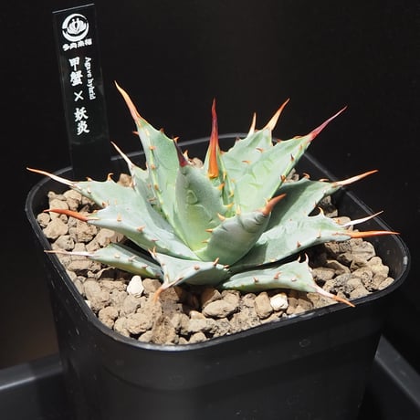 アガベハイブリッド | STORES