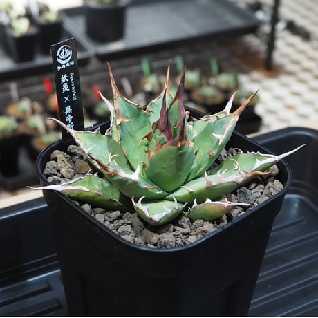 アガベハイブリッド | STORES