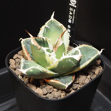 アガベsad | STORES