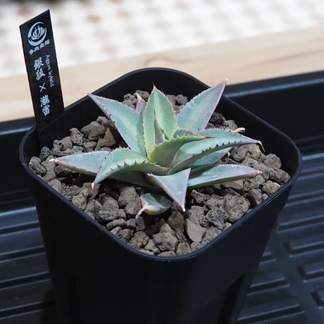 アガベハイブリッド | STORES