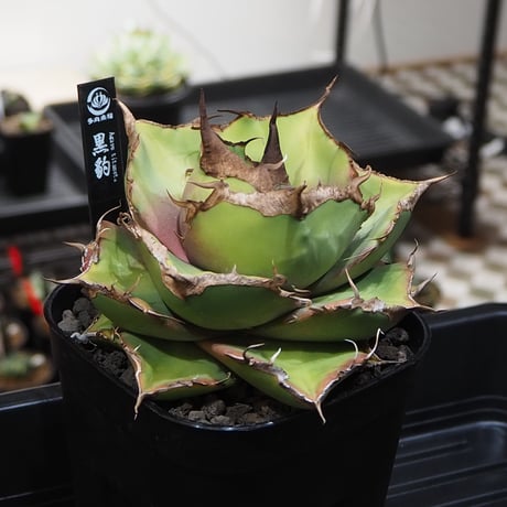 アガベ黒豹 | STORES