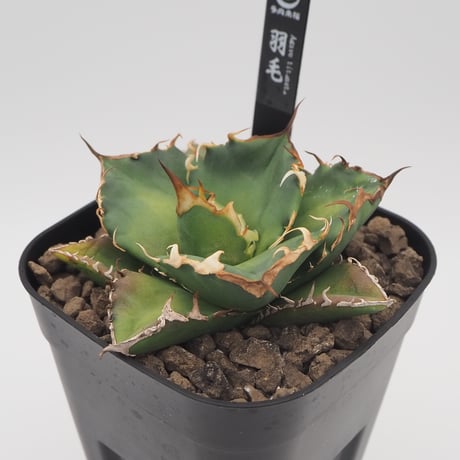 アガベ　チタノタ羽毛 アガベ 多肉植物 チタノタ 「羽毛」 レア種極上棘美株 | Lucky