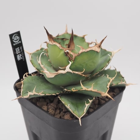アガベ　巨獣 Yahoo!オークション - D4アガベ チタノタ 巨獣 Agave titanota