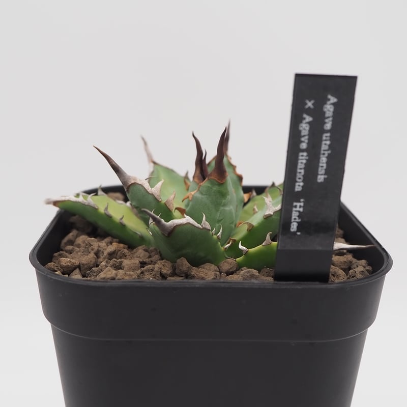 【希少】アガベ　妖炎✕黒帝斯　ユタエンシス✕ハデス　ハイブリッド　レア株です Agave Hybrid 妖炎 X 黒帝斯 【Utahensis × Hades】 青白い細葉