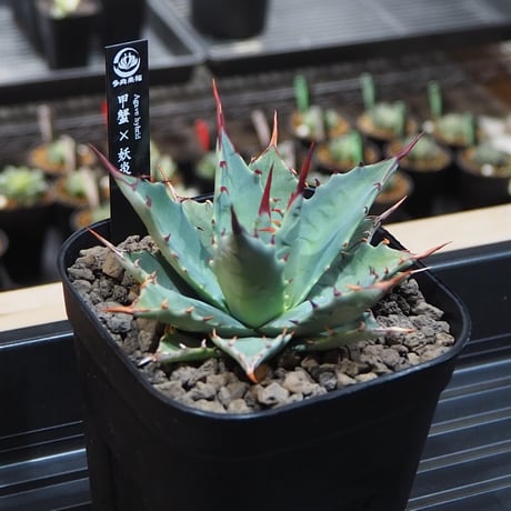 アガベハイブリッド | STORES