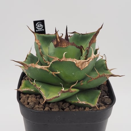 アガベ チタノタ 黒豹 大株 検）オアハカ 皇冠 清櫻 大白鯊