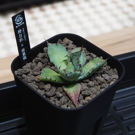 アガベ　ハイブリッド アガベハイブリッド | STORES