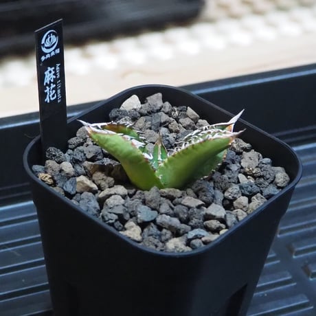 アガベハイブリッド | STORES