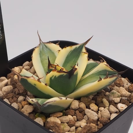 コレクション、希少、超美株】アガベ チタノタ スナグルトゥース 暴牙 コレクション、希少、超美株】アガベ チタノタ スナグルトゥース 暴牙