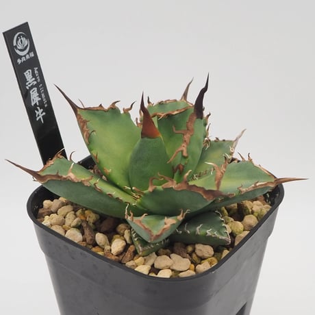 緑犀牛 OC子株①