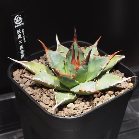 アガベハイブリッド | STORES