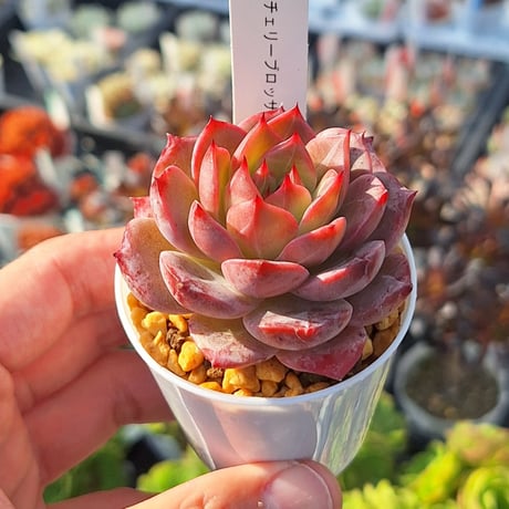 チェリーブロッサム | STORES