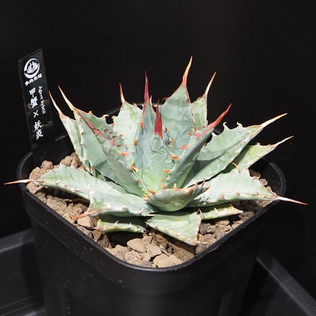 アガベハイブリッド | STORES