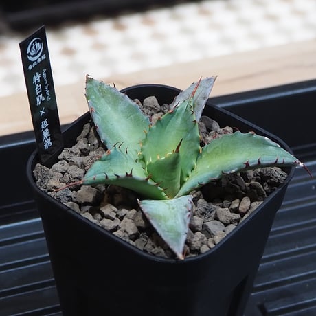 アガベハイブリッド | STORES