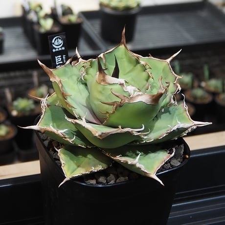 アガベ巨獣 | STORES