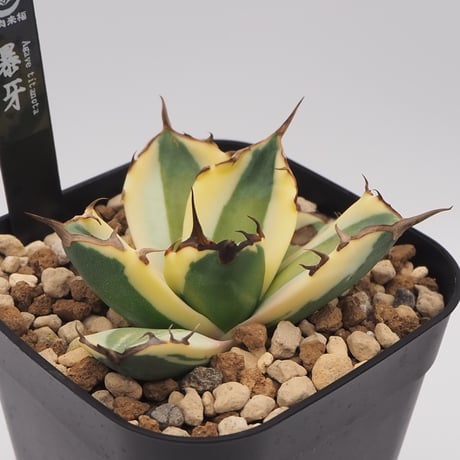 親株出品】アガベチタノタスナグルトゥース暴牙オテロイ