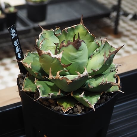 アガベ姫厳竜 | STORES