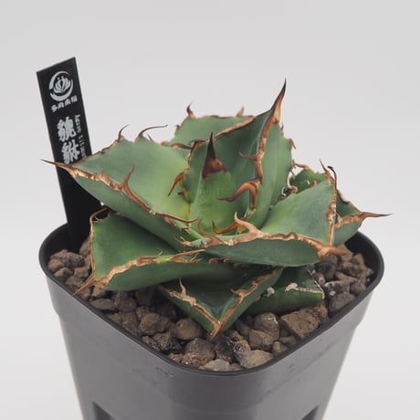 貴重‼️ アガベ などなど✨ Agave Titanota Dennis040 a.k.a King Arthur⚡️ キングアーサーと同