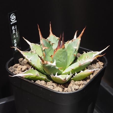 アガベハイブリッド | STORES